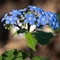 Brunnera macrophylla - Nu-mă-uita caucazian