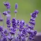 Lavandula Arabian Nights - Lavandă Arabian Nights