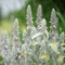 Stachys byzantina - Urechi de iepure