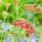 Achillea millefolium Desert Eve Red - Coada șoricelului cu flori roșii