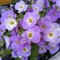 Aubrieta gracilis Regado Blue White Bicolour P13