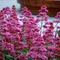 Centranthus ruber Coccineus - Valeriană roșie