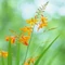 Crocosmia cu flori galbene