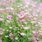 Gypsophila repens Filou Rose - Floarea miresei roz