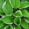 Hosta fortunei Francee - Crin de toamnă