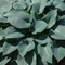 Hosta tardiana Halcyon - Crin de toamnă