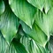 Hosta Devon Green P14 - Crin de toamnă