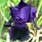 Iris Black Taffeta - Stânjenel mov