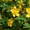 Hypericum calycinum - Sunătoare veșnic verde