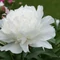 Paeonia lactiflora -  Bujor alb