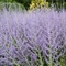 Perovskia atriplicifolia - Salvie rusească