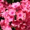 Phlox paniculata Sweet Summer Dream CS14 - Brumărele înalte cu flori roz