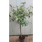 Photinia x fraserii Red Robin C7 - Photinia cu trunchi înalt