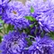Aster novi-belgii Marie Ballard - Steluță de toamnă