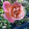 Rosa Cubana P15 - Trandafir acoperitor de sol