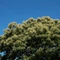 Castanea sativa - Castan comestibil