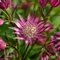 Astrantia major Star of Love - Ștevie de munte cu flori roz