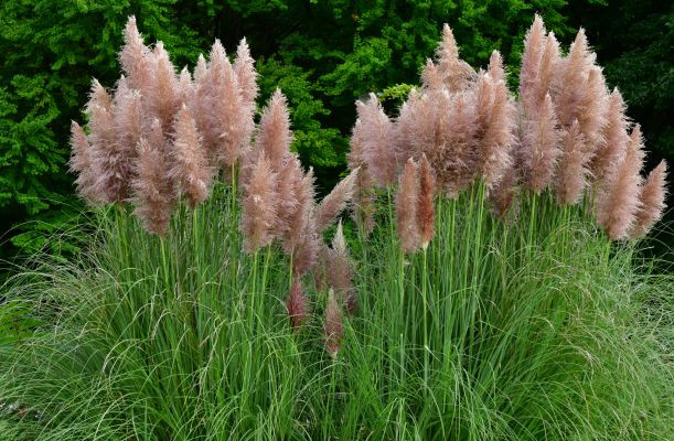 Iarbă de pampas roz