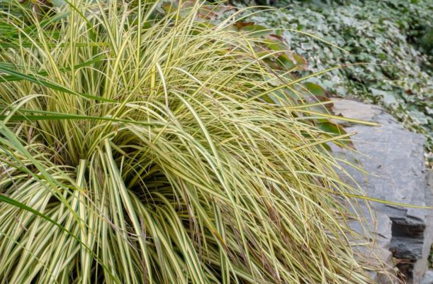 Carex morrowi Ice dance