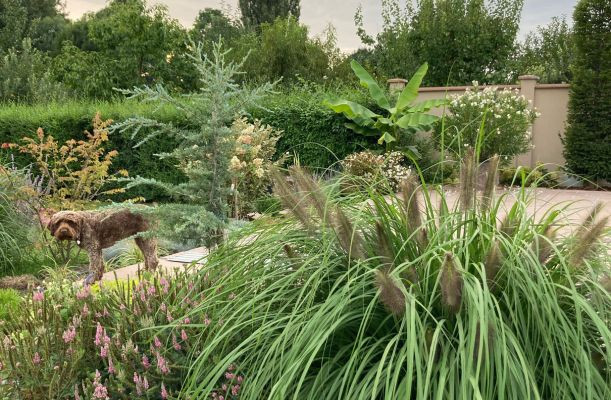 Ierburi ornamentale in gradina