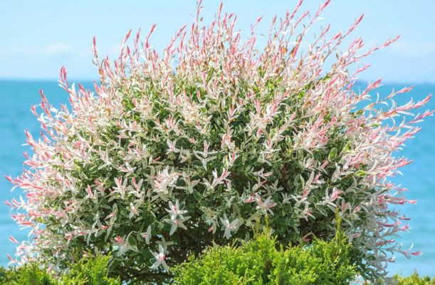 Salcia japoneză în timpul înfloririiSalcia japoneză în timpul înfloririi
