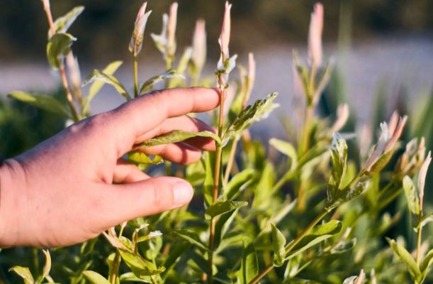 Salix integra