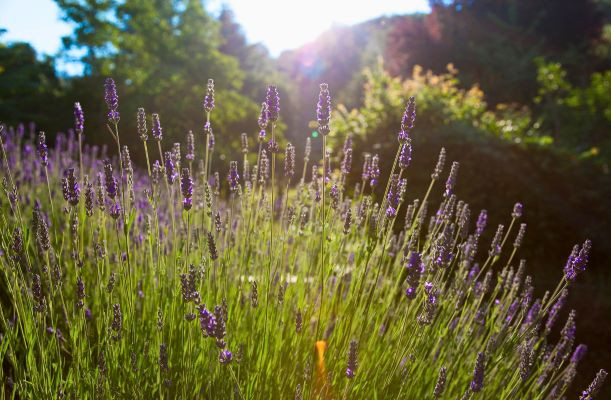 Lavande în timpul înfloririi