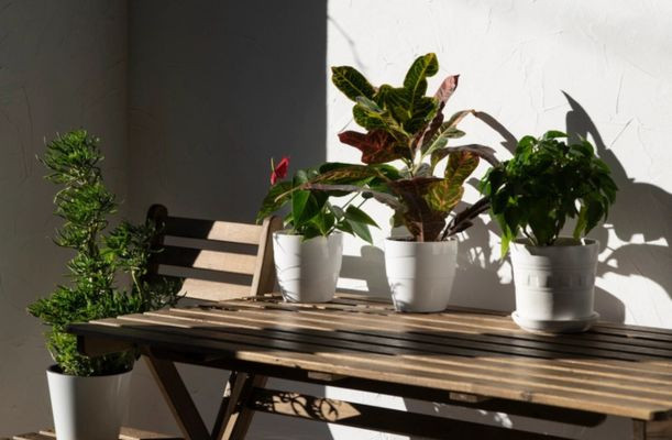 Balcon însorit cu plante