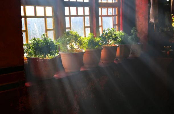 Iernarea plantelor la ghiveci
