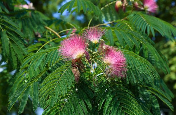 Arborele de mătase – Albizia julibrissin