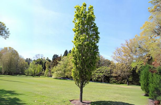 Carpen columnar – Carpinus betulus 'Fastigiata'