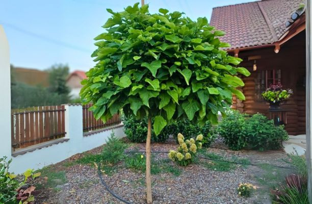 Catalpa globulară – Catalpa bignonioides ’Nana’