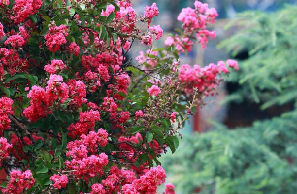 Liliac indian – Lagerstroemia indica