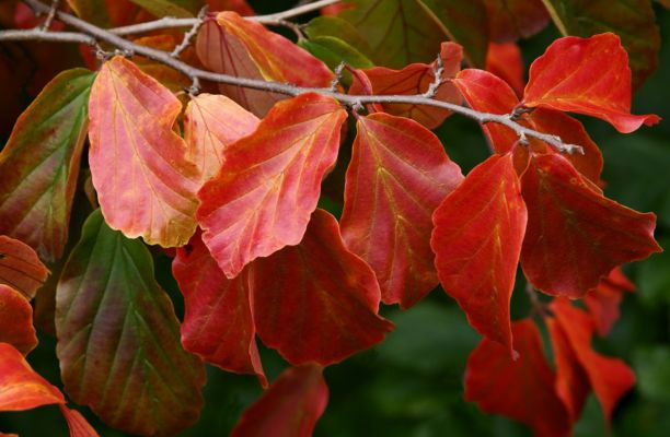 Arbore de fier columnar – Parrotia persica 'Persian Spire'