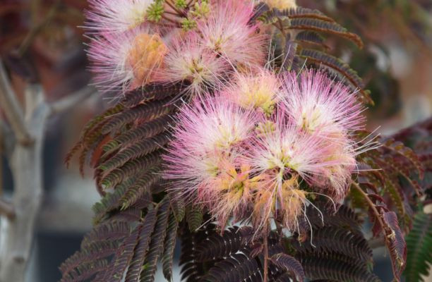 Arborele de mătase cu frunziș maroniu – Albizia julibrissin 'Chocolate Summer'