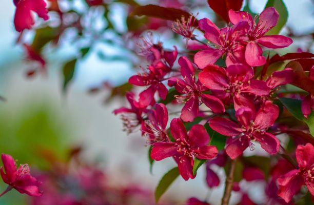 Măr ornamental – Malus 'Royalty'