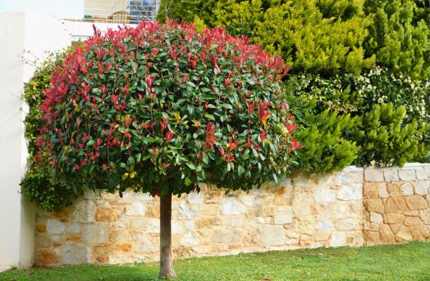 Photinia pe tulpină înaltă