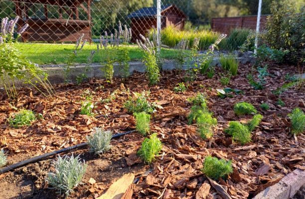 Strat de plante după plantare