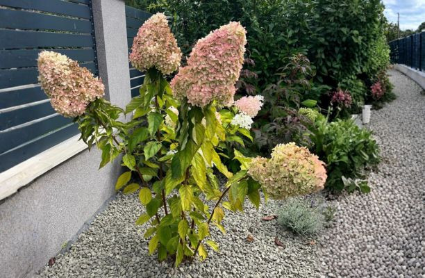 Hortensia Phantom în strat cu pietriș