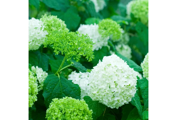 Hortensie arborescens
