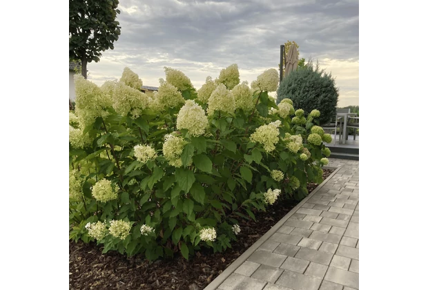 Hortensie paniculata