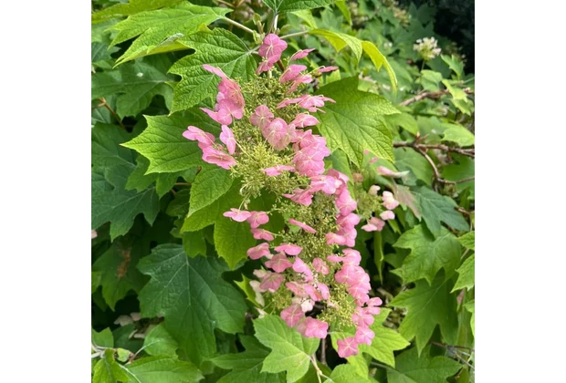 Hortensia cu frunze de stejar