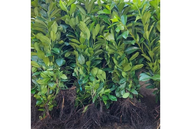 Plante pentru gard viu cu rădăcină liberă
