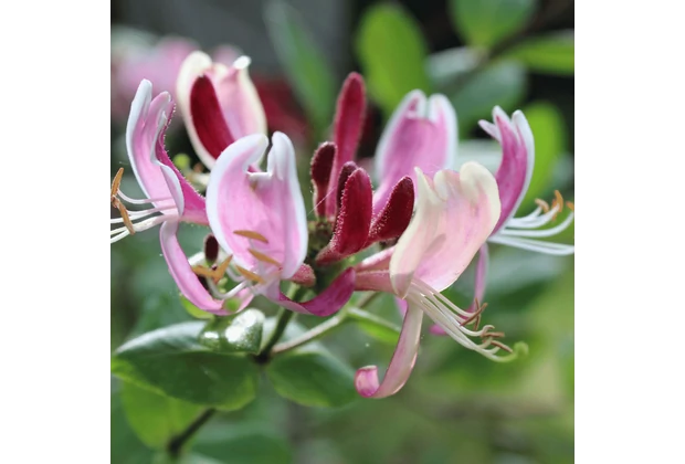 Plante parfumate