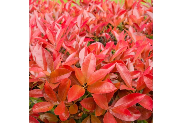 Photinia