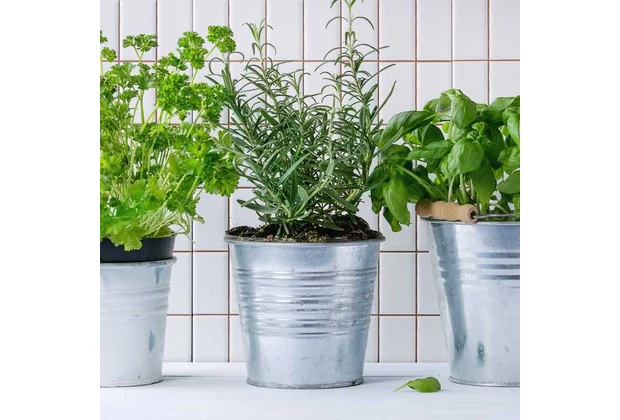 Plante aromatice