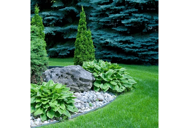 Plantele care preferă umbra