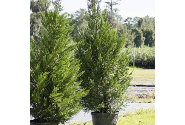 Chiparos leylandii