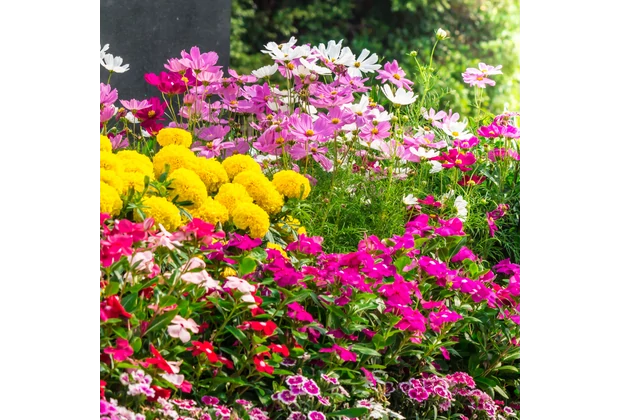 Plante ornamentale cu flori