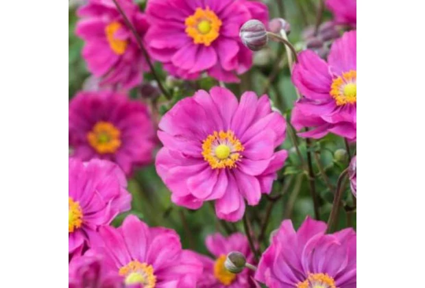 Anemone